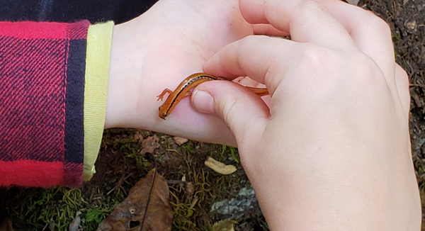 Child at nature camp examining a salamander discovered in the woods