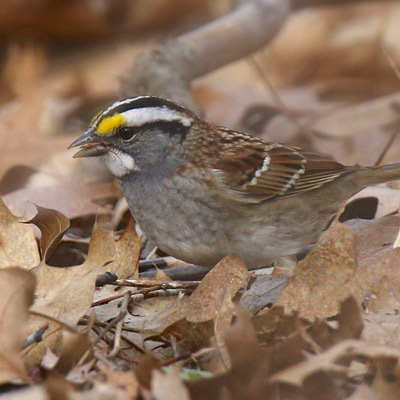 White-throated sparrow on the forest floor as scene at nature camp